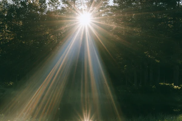 A forest bathed in bright sunlight