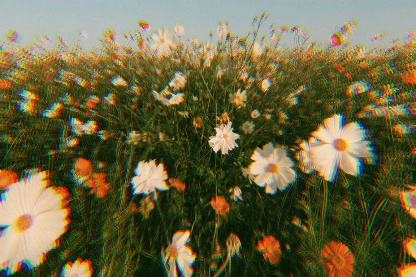 Field of white and orange cosmos flowers with red and blue fringes along the petals near the edges