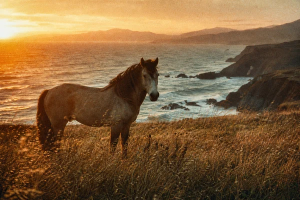 A Horse Standing on a Coastal Cliff at Sunset