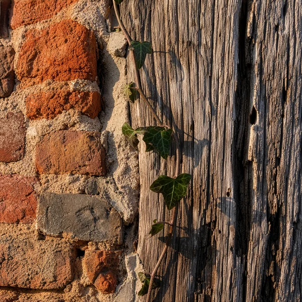 Ivy Growing on Old Brick and Wood Wall