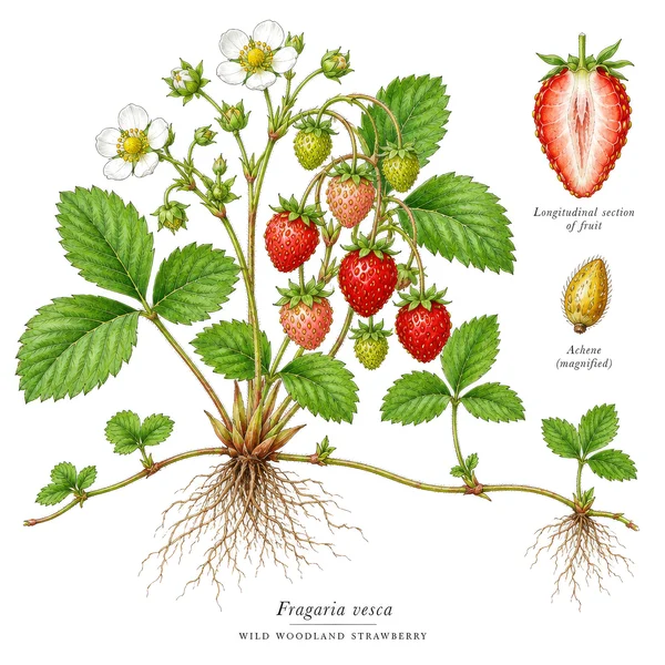 Botanical Illustration of Wild Strawberry