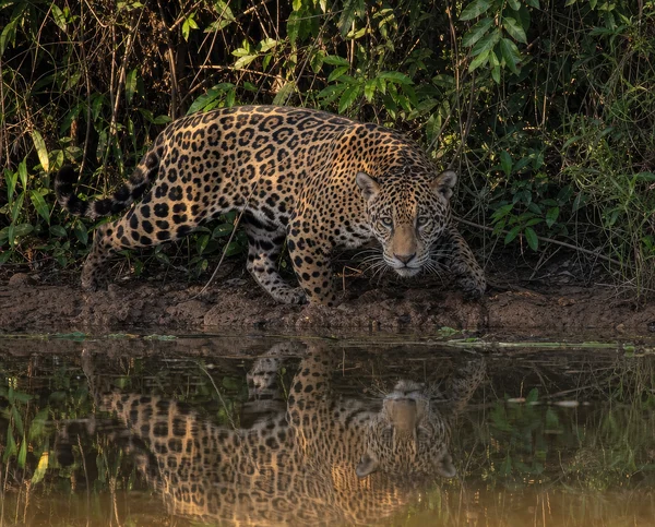 Jaguar Prowling Along a Riverbank