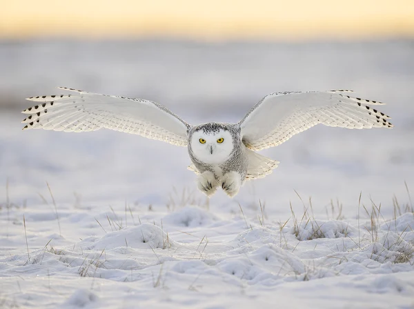 Snowy Owl in Flight Over Tundra