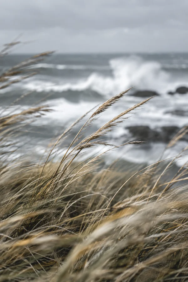 Coastal Grasses Swaying in the Wind