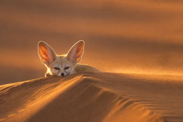 Fennec Fox Resting on a Sand Dune