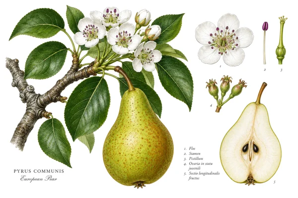 Botanical Illustration of a European Pear