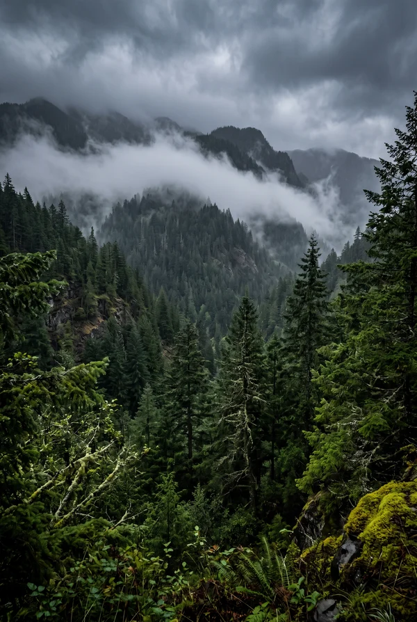 Misty Mountain Forest After Rain