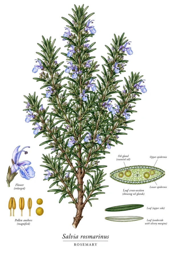 Botanical Illustration of Rosemary Plant