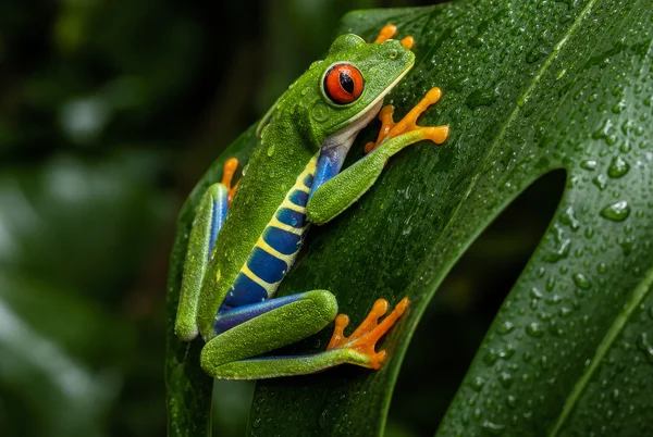Red-Eyed Tree Frog on a Rain-Kissed Leaf