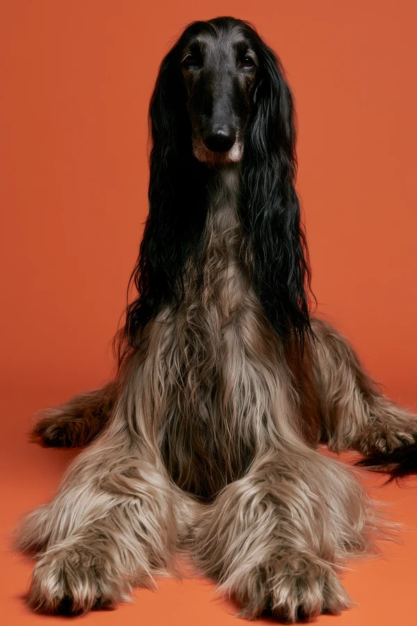 Portrait of a Long-Haired Afghan Hound