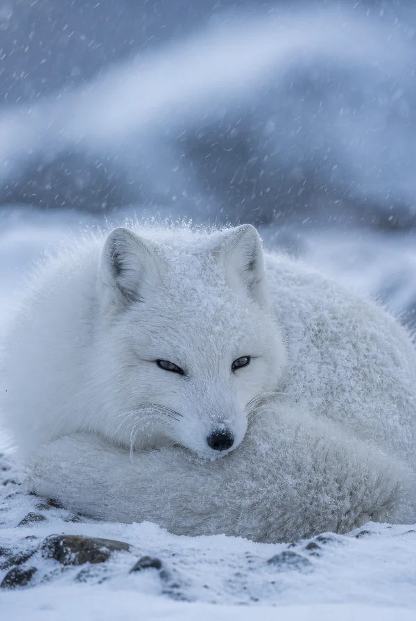 Arctic Fox Resting in Winter Snow