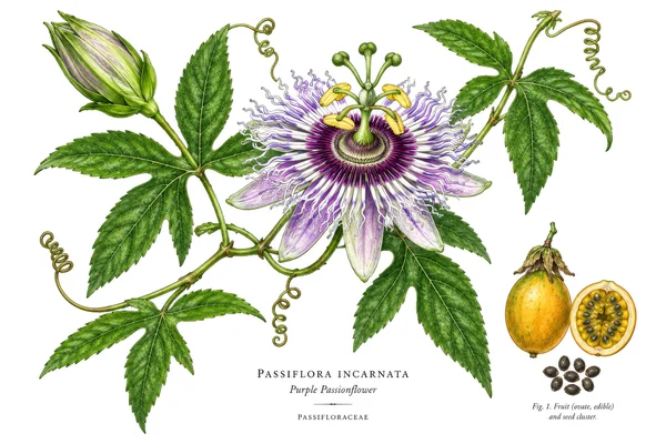 Botanical Illustration of a Purple Passionflower