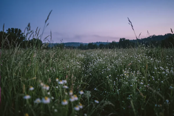 Twilight Meadow with Wildflowers