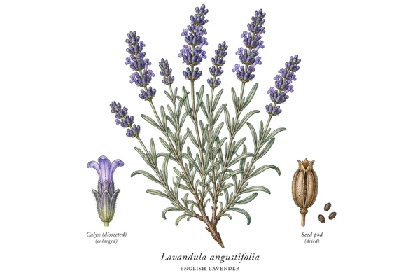 Botanical Illustration of English Lavender