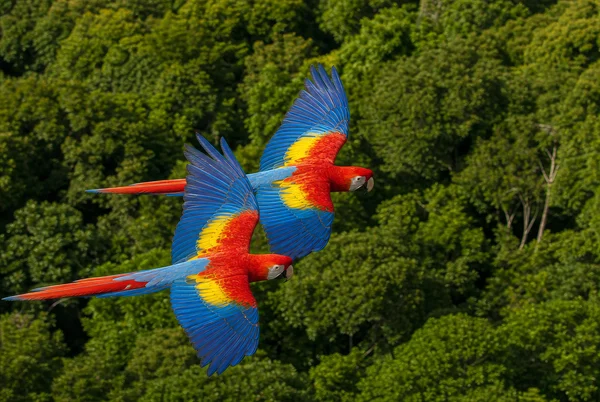 Two Scarlet Macaws Flying Over Rainforest Canopy