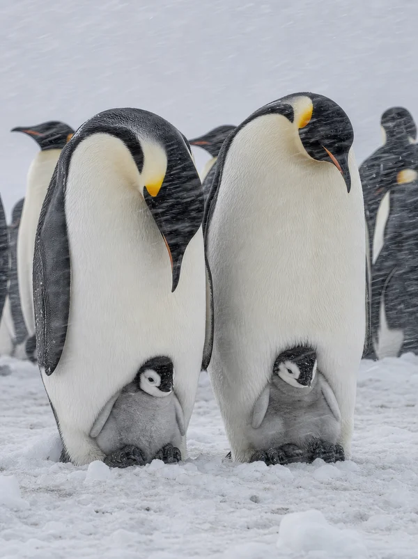 Emperor Penguin Parents Protecting Their Chicks