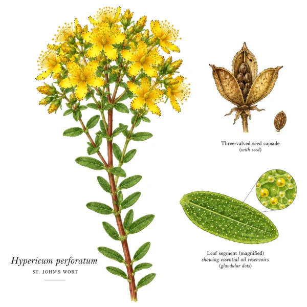 Botanical Illustration of St. John's Wort