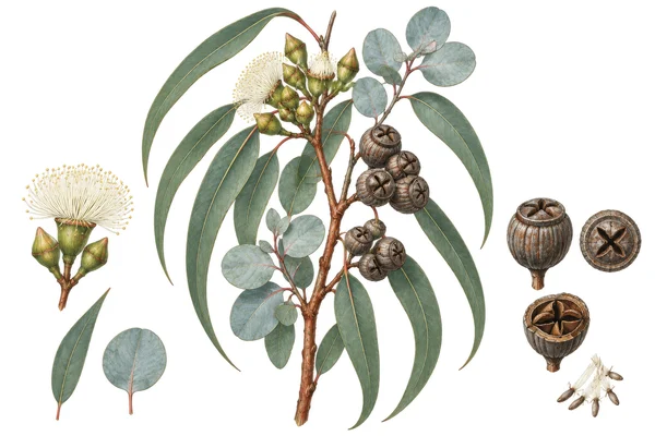 Botanical Illustration of Eucalyptus Branch