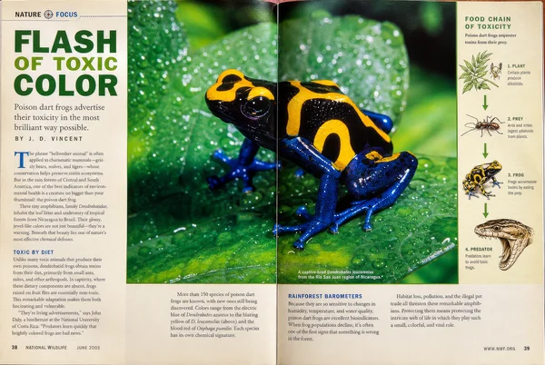 Poison Dart Frog Nature Magazine Feature