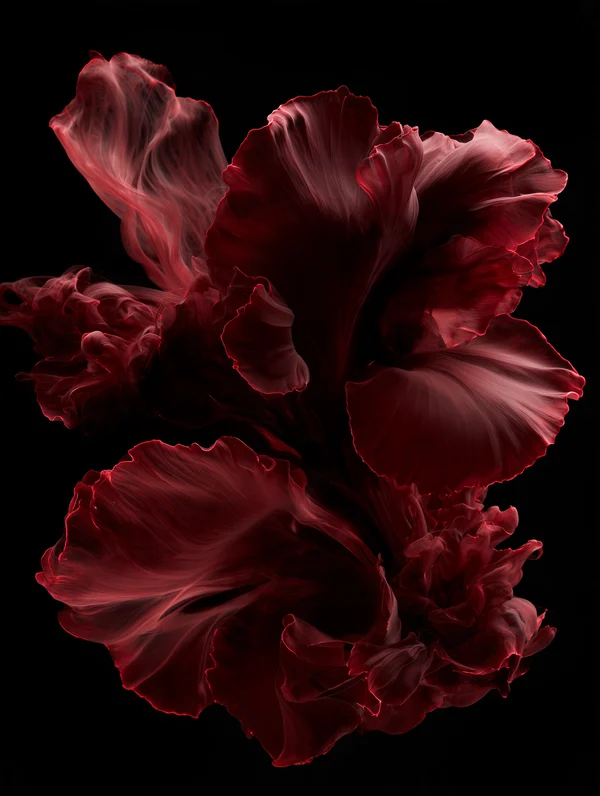 Crimson Ink Bloom