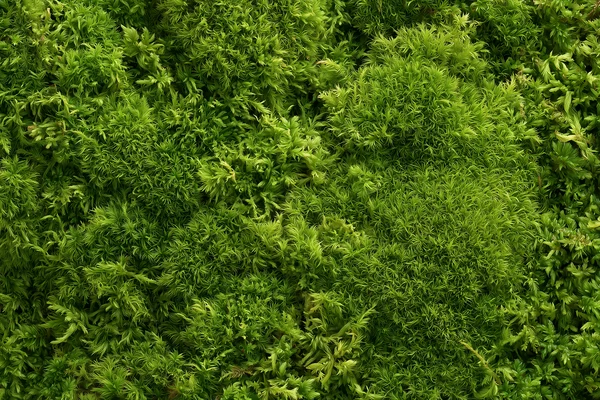 Vibrant Green Moss Texture