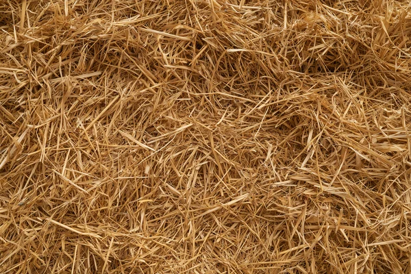 Golden Straw Texture