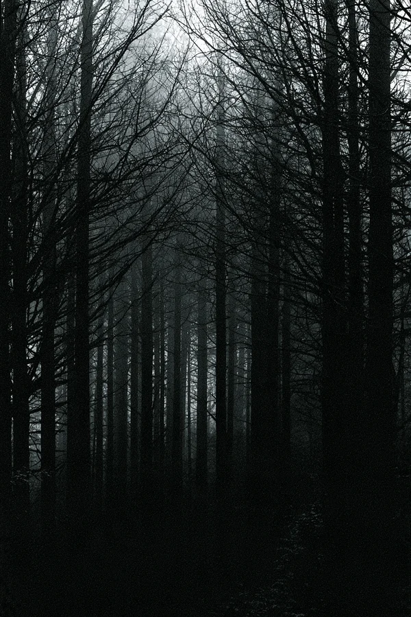 Dense Forest in Thick Fog