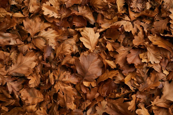 Autumn Leaf Ground Texture