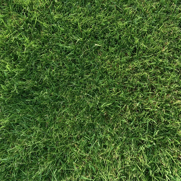 Lush Green Grass Texture