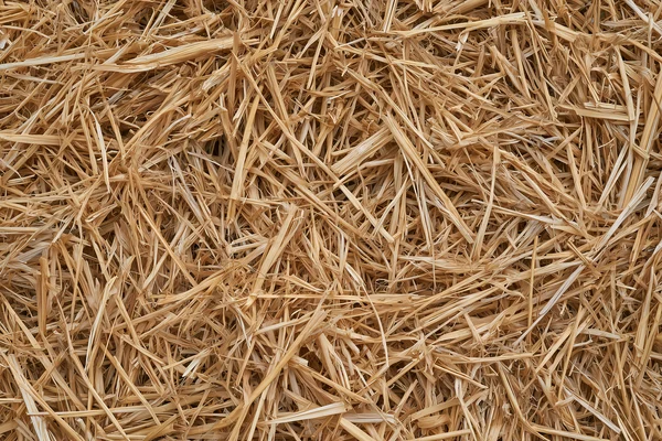 Golden Straw Texture