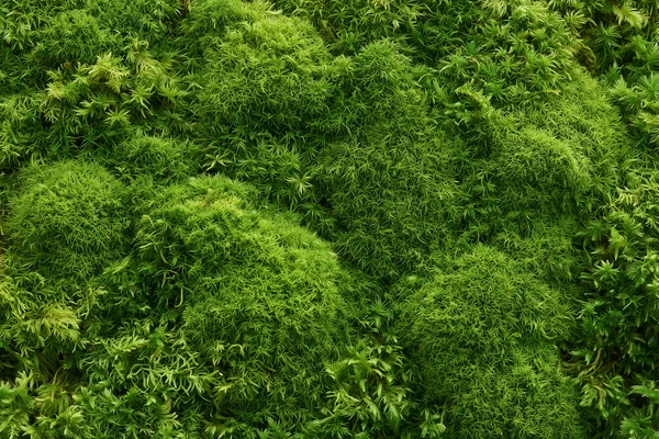 Vibrant Green Moss Texture