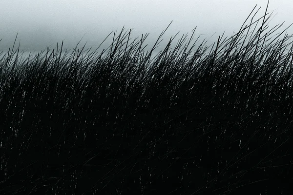 Silhouetted Reeds Against a Hazy Sky