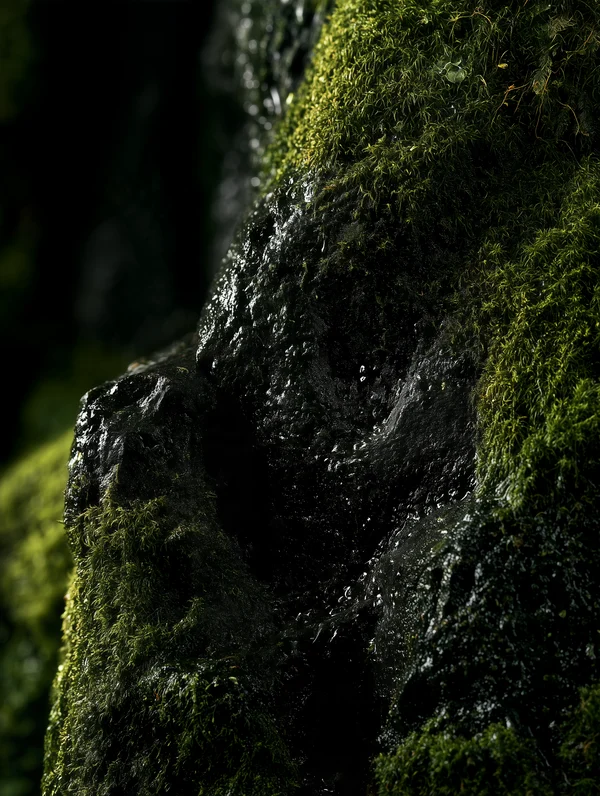 Mossy Rock Surface
