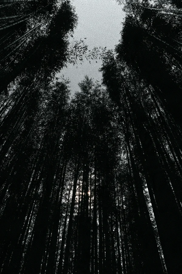 Looking Up Through a Dense Bamboo Forest