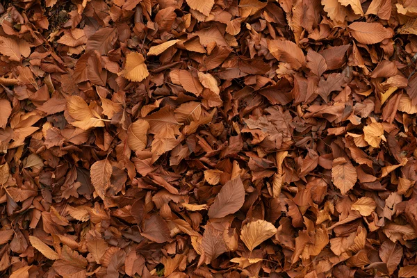 Autumn Forest Floor