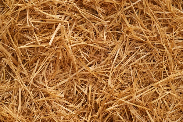 Golden Straw Texture