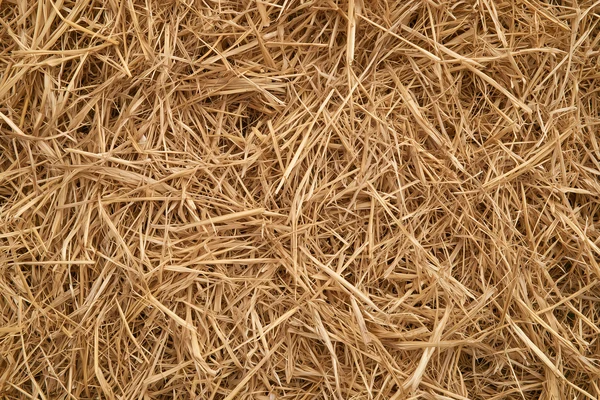 Natural Golden Straw Texture