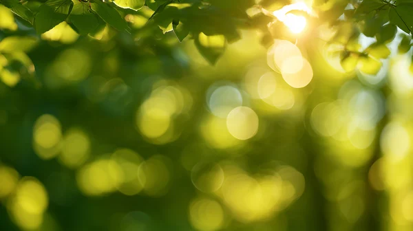 Sunlight Through Forest Leaves