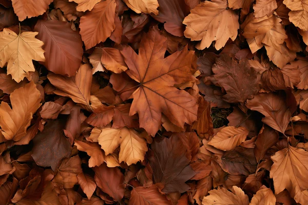 Autumn Leaf Ground Cover
